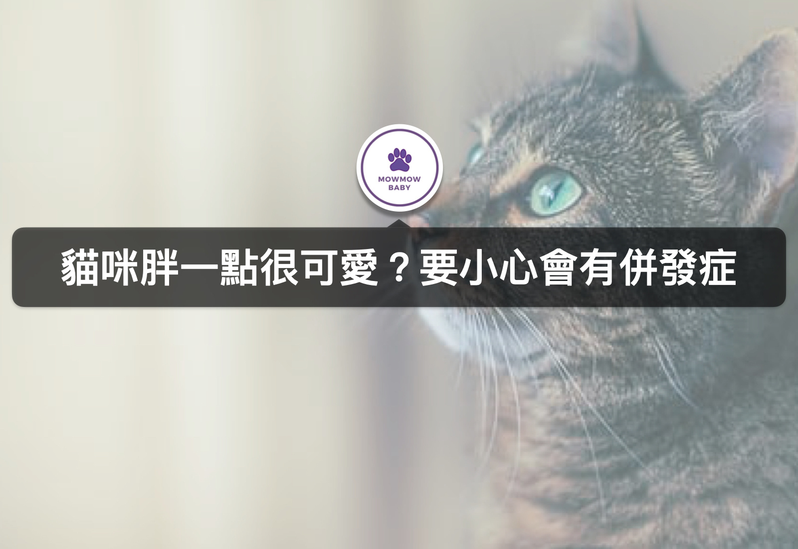 胖貓該減肥嗎？怎麼看貓體型是否需要減肥呢？