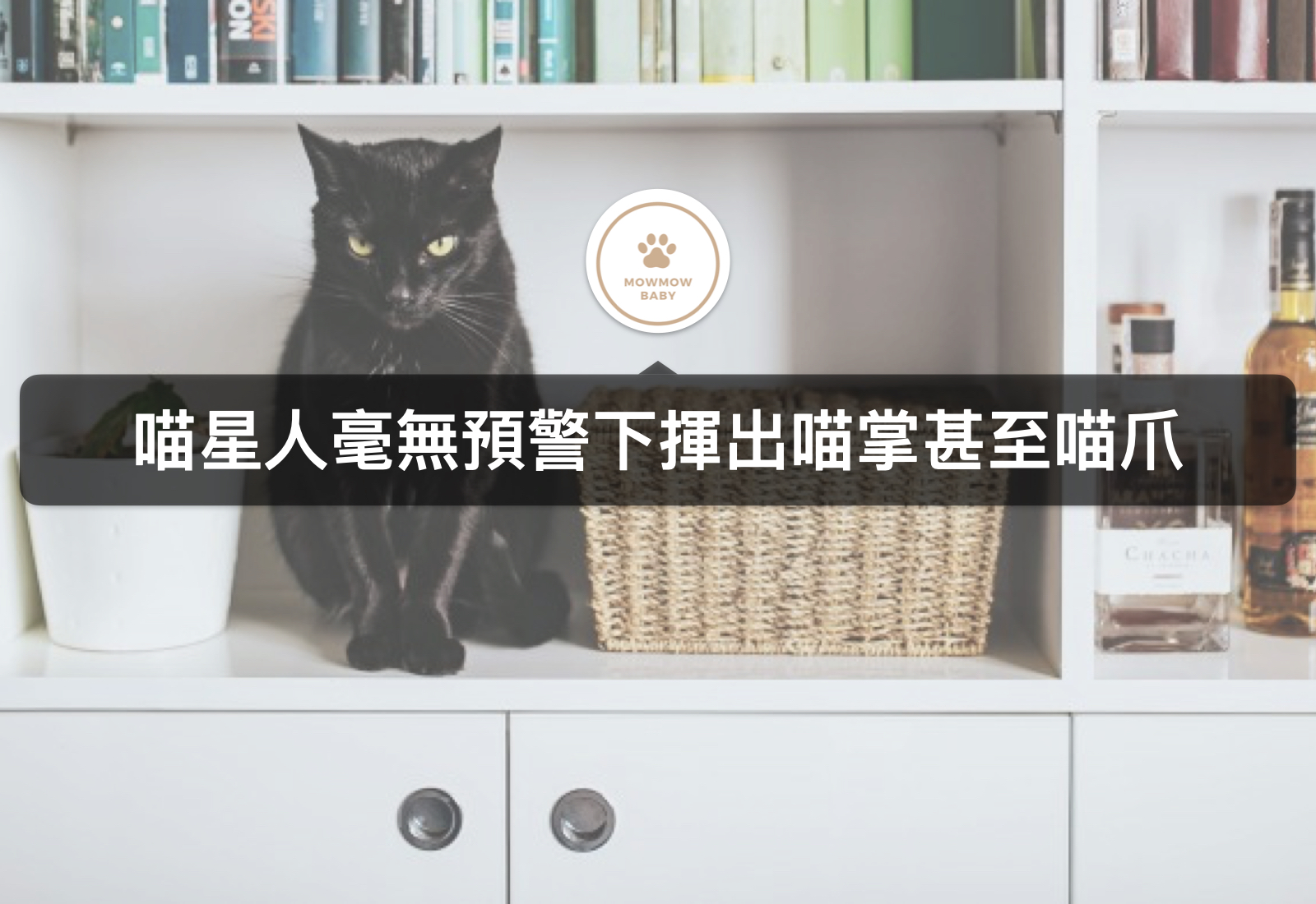 貓咪飼養｜貓攻擊人的行為該如何去改善呢？