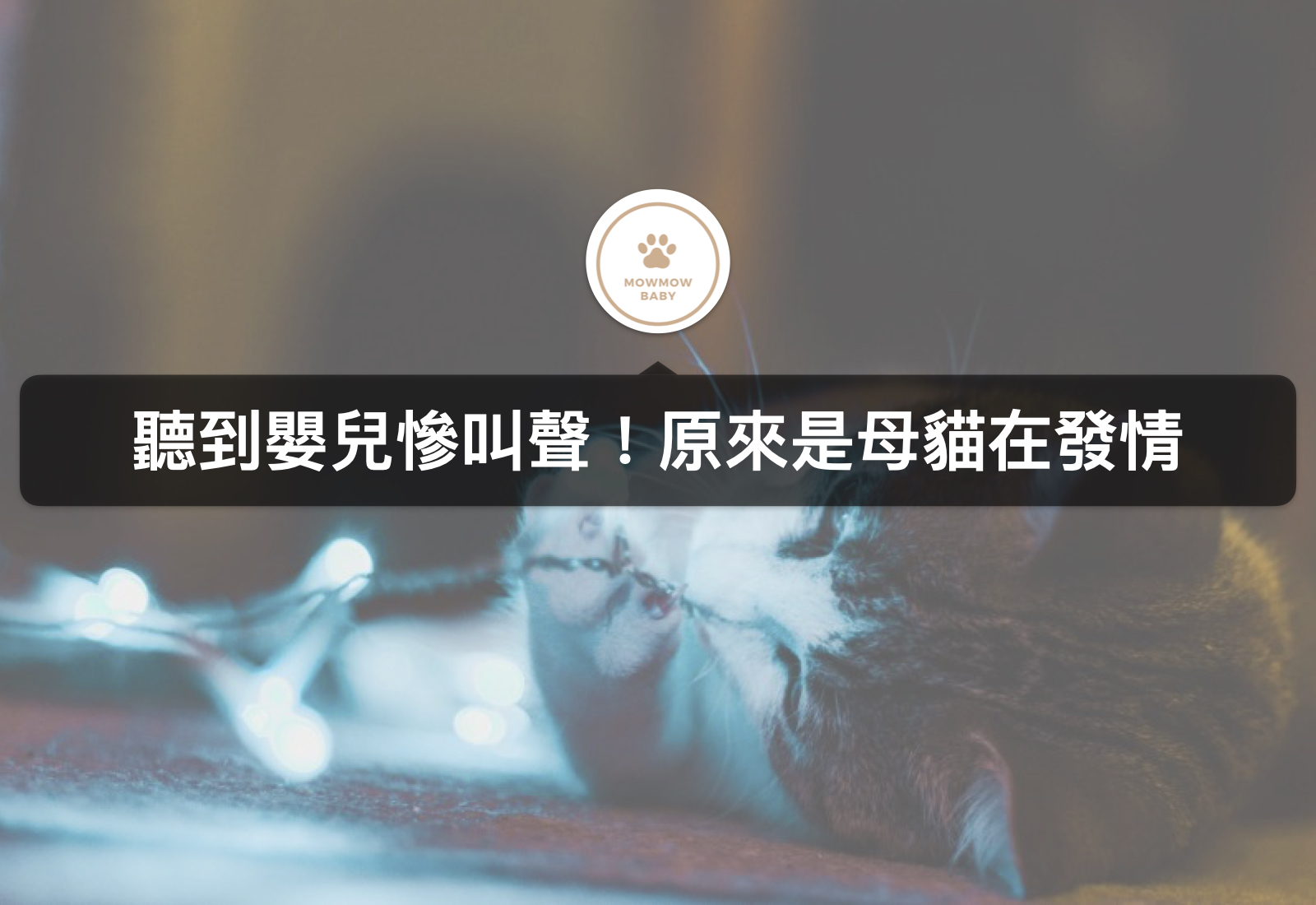 母貓發情時叫聲像嬰兒？！還有哪些母貓發情會有的行為以及如何解決？