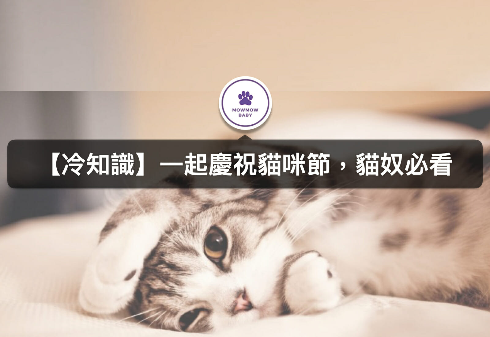 貓節是何時？台灣與國際貓節介紹與時間