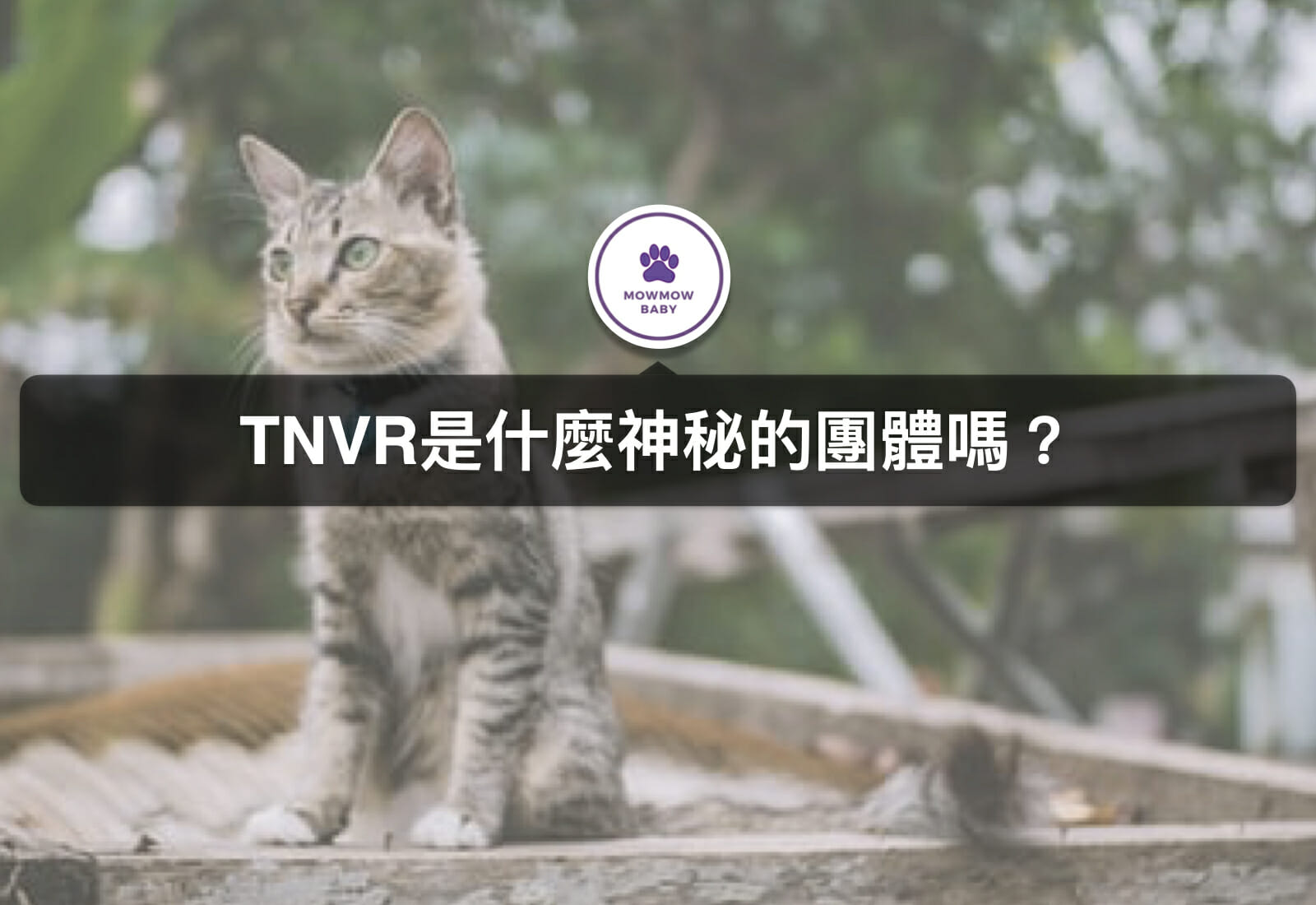 TNVR意思是幫助流浪貓狗進行結紮、原地、放養？