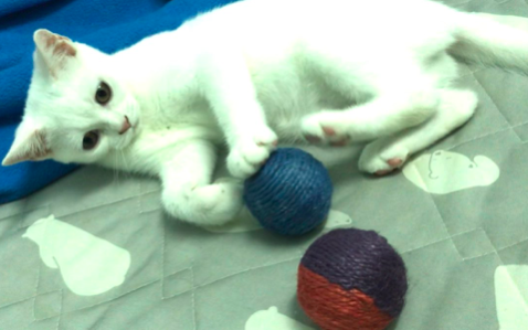 自製貓玩具麻繩球