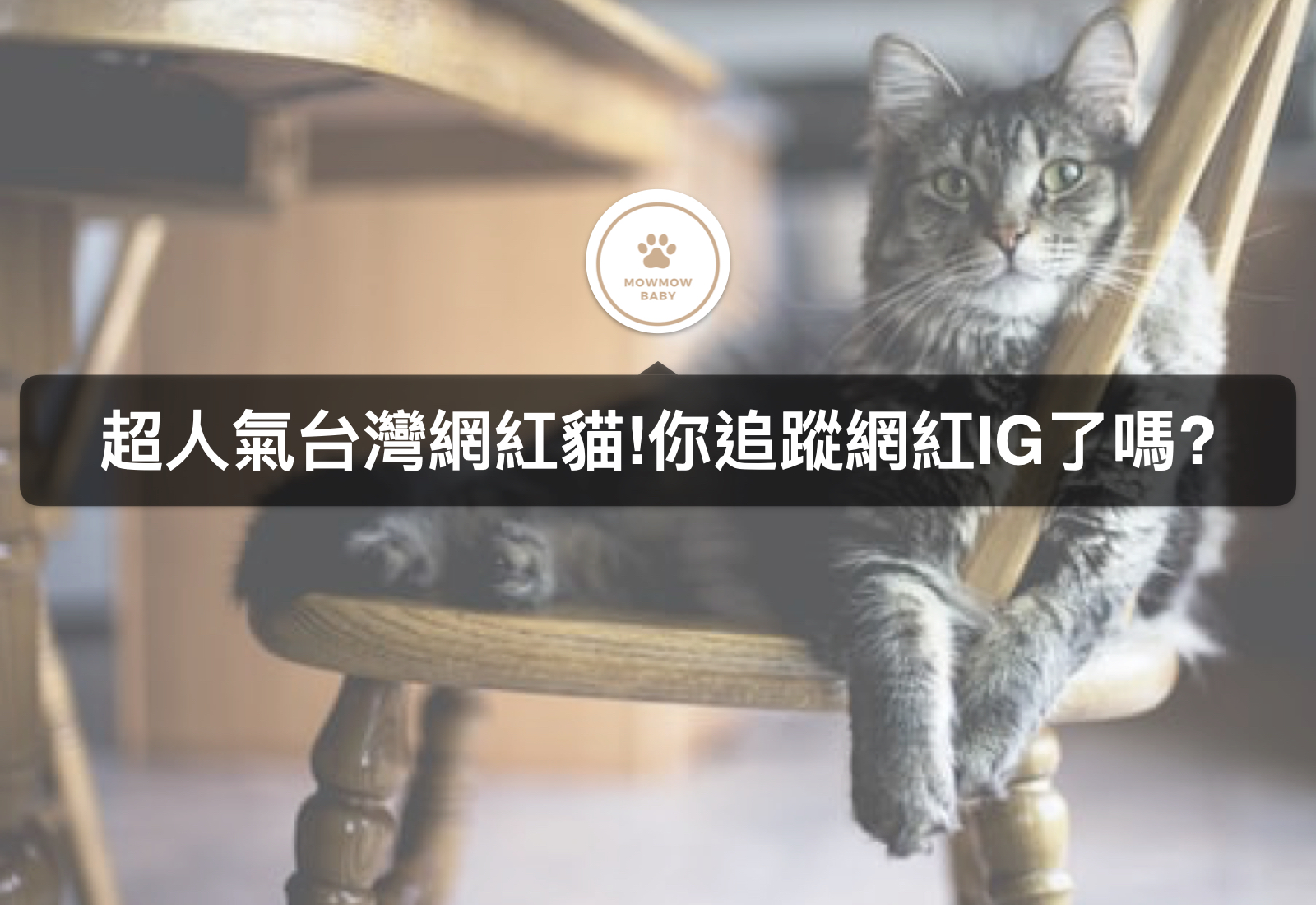 療癒貓咪大集合｜５個網紅貓IG帳號你追了嗎？