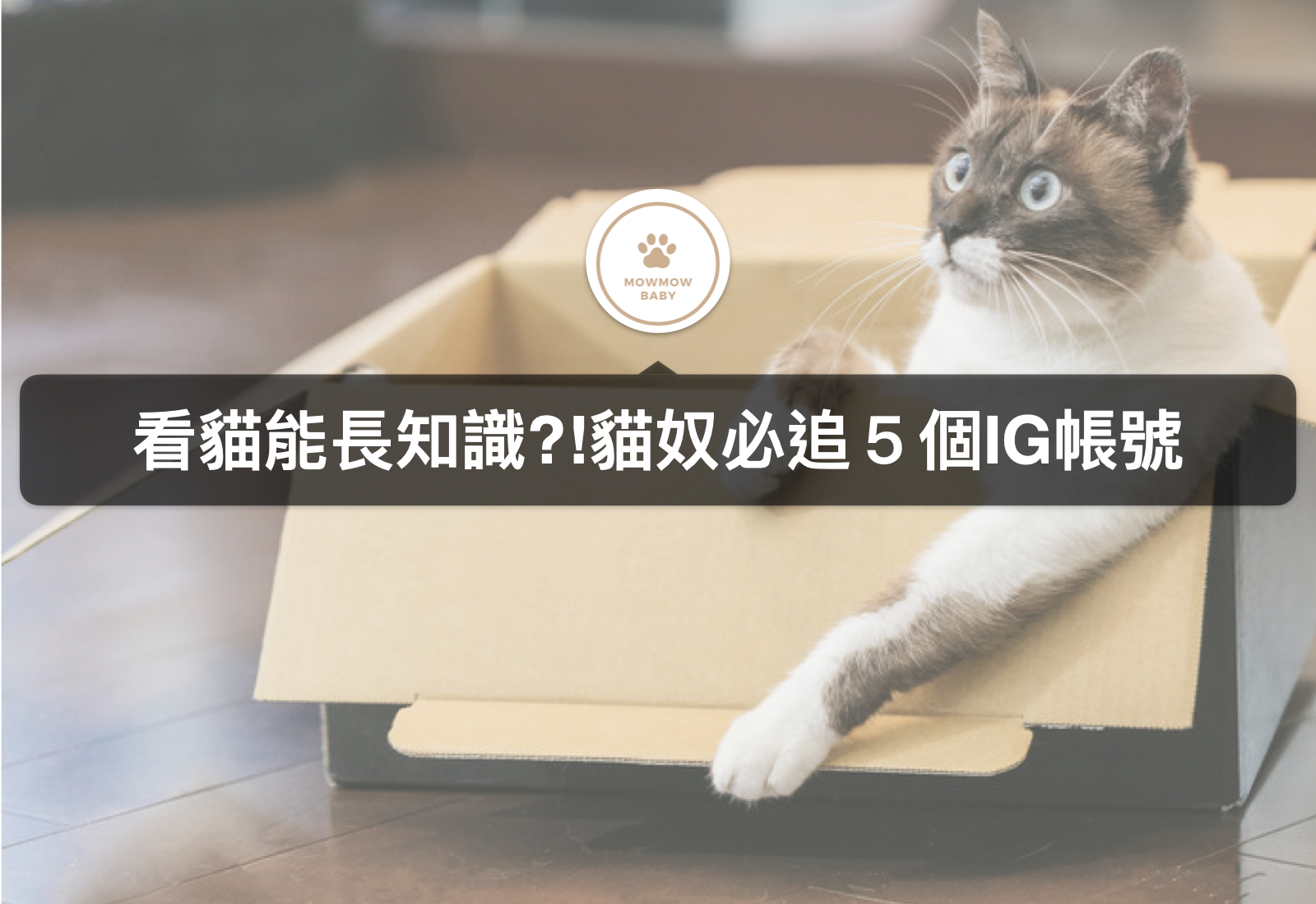 【喵星人IG】可以學習貓知識的5個貓IG帳號
