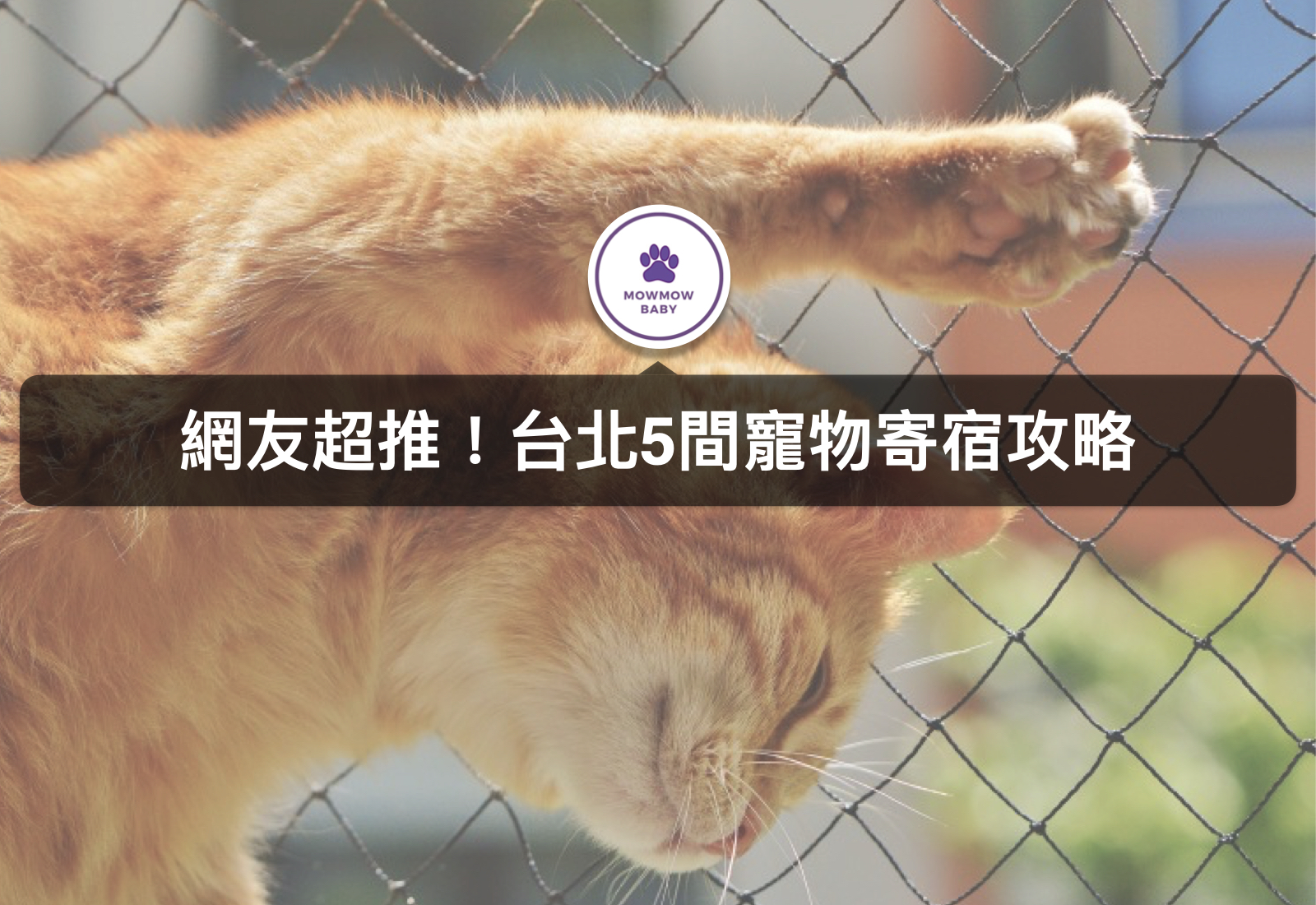 台北寵物寄宿竟然還設有狗狗安親班？！