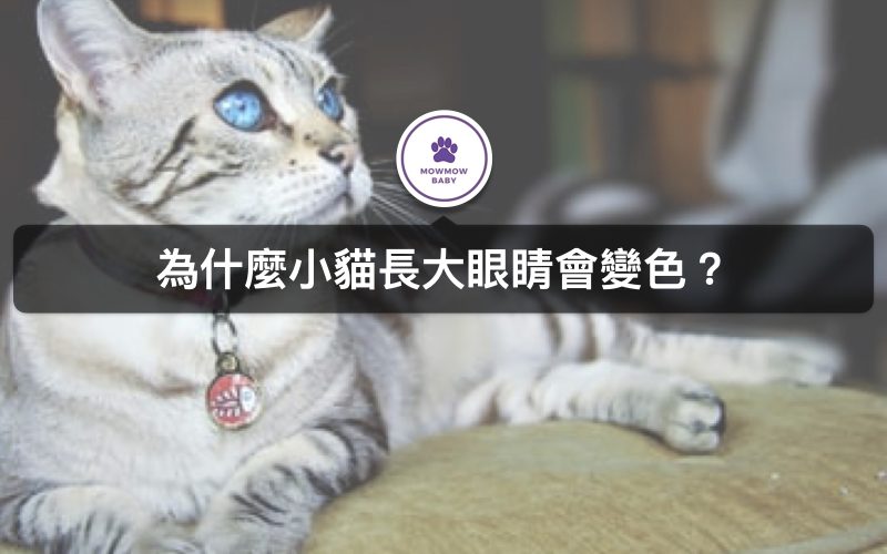小貓眼睛會變色？貓陰陽眼又是怎麼一回事呢？