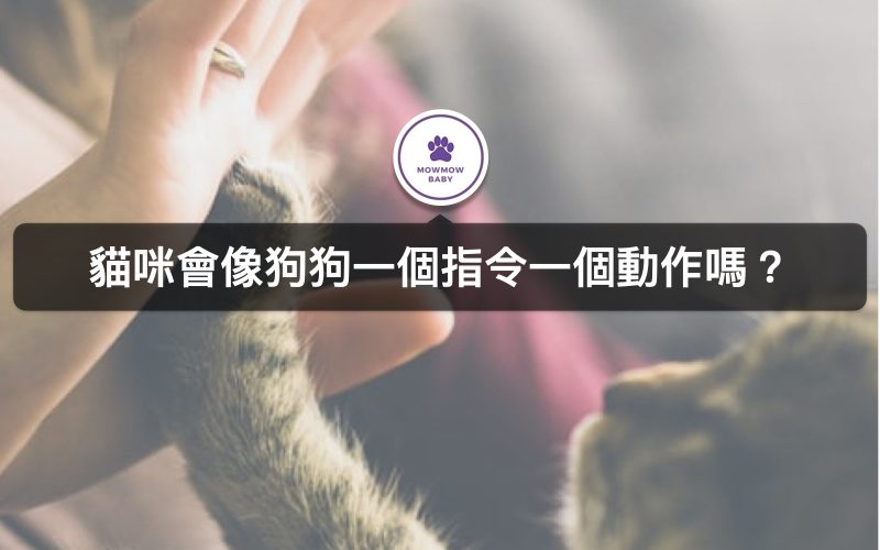 貓訓練過後能聽得懂人話嗎？貓管教訓練四大方法！