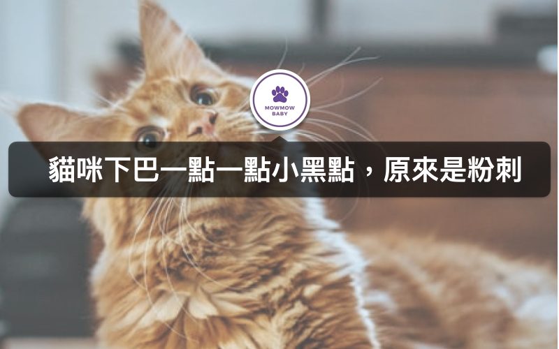貓咪長粉刺？！原來貓下巴黑黑的是貓常見疾病之一！