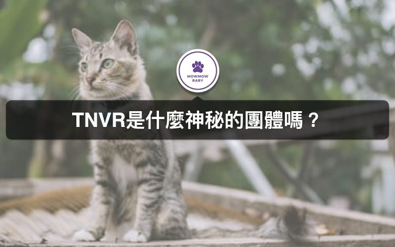 TNVR意思是幫助流浪貓狗進行結紮、原地、放養？