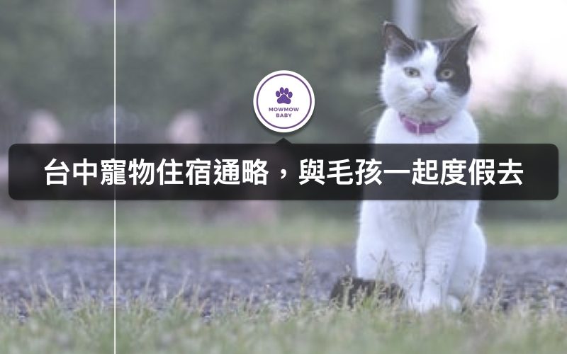 台中住宿可帶寵物嗎？十間台中寵物友善住宿