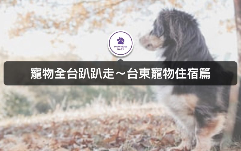 寵物旅遊｜台東寵物友善住宿攻略