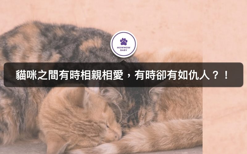貓咪們到底是在打架還是玩耍？寵物行為身為主人的你不可不知！
