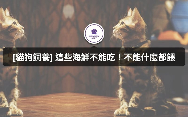 貓與狗吃海鮮時注意事項！貓奴狗奴一定要知！