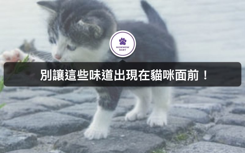 貓奴必知! 貓咪最討厭這些味道! 一聞到就會立馬跑走的X種氣味 螢幕閱讀器支援功能已啟用。 貓奴必知! 貓咪最討厭這些味道! 一聞到就會立馬跑走的三種氣味