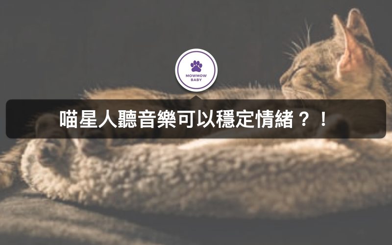 貓咪情緒不穩時聽音樂可以使貓咪情緒穩定？！ 
