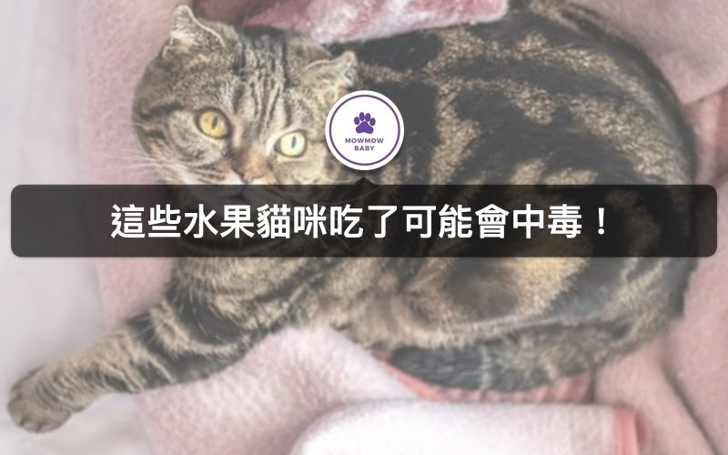 NG食物! 貓咪不能吃這三種水果! 不小心誤食有可能致命!
