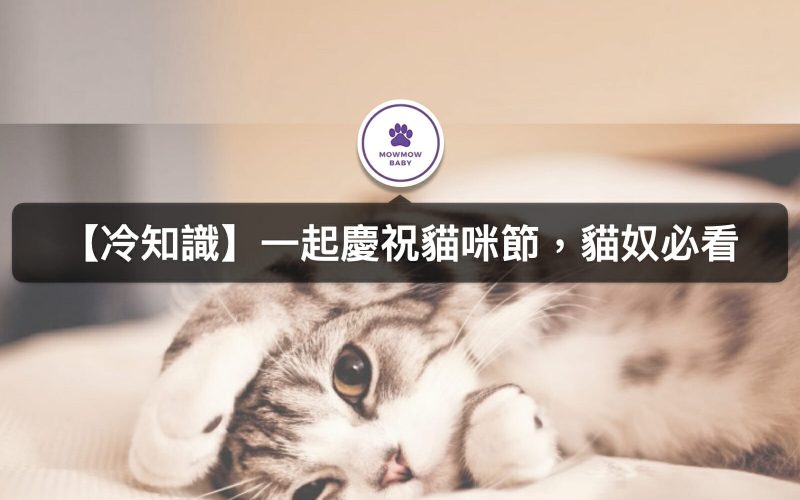 貓節是何時？台灣與國際貓節介紹與時間