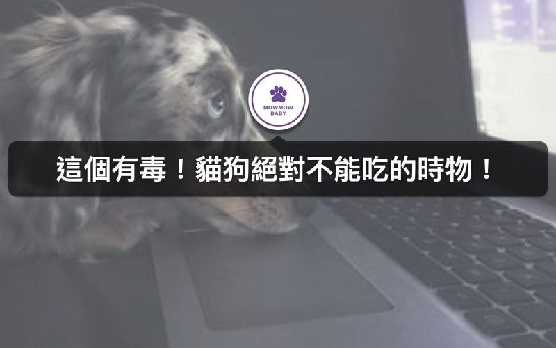 貓狗不能吃的食物有哪些？身為貓奴狗奴必知的寵物飼養常識