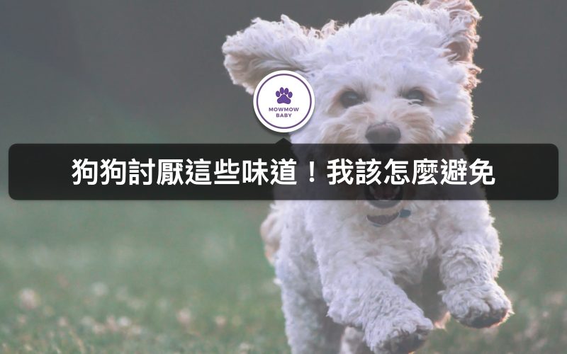 狗狗討厭什麼味道?聽說寵物聞到醋的味道會很害怕?
