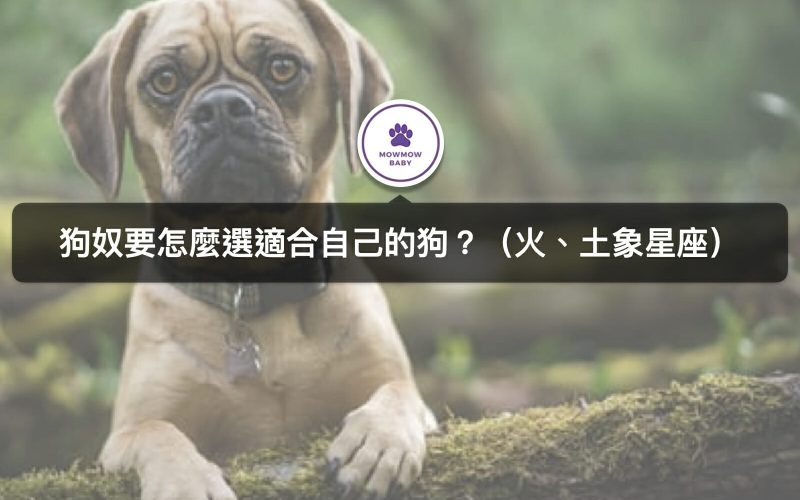 用星座解析適合的狗狗？狗奴來看自己的星座狗是什麼吧（火、土象星座）