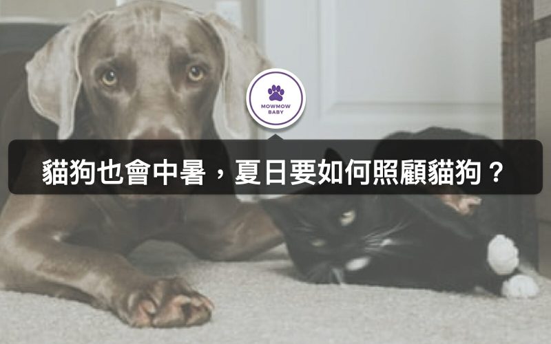 寵物夏天飼養注意事項—養貓養狗在濕熱天氣要特別注意什麼？
