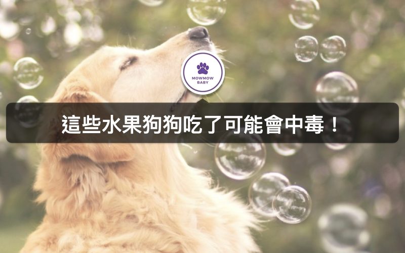 狗狗絕對不能吃這三種水果，寵物吃了可能會中毒的食物！一定要避免餵食