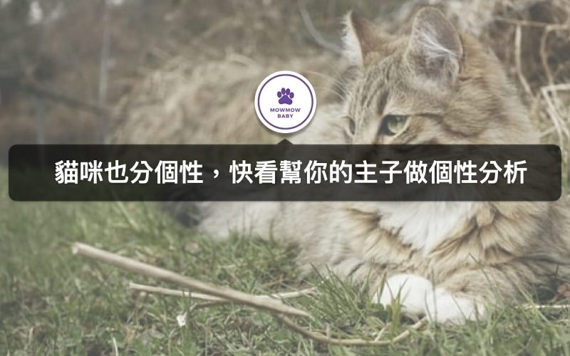 貓性格個性分類｜5種貓的特質！快來看看主子屬於哪種？