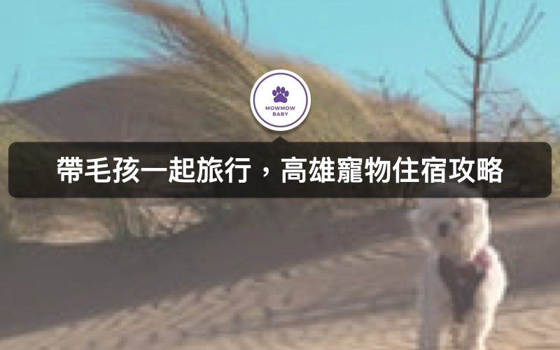 高雄住宿寵物可以一起嗎？十間高雄寵物友善住宿