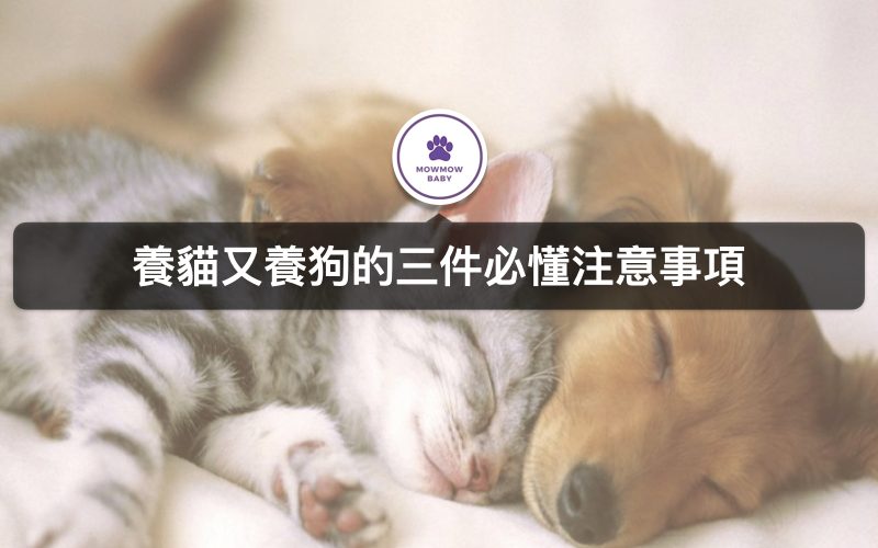可以同時養貓咪又養狗狗嗎？如何讓貓狗和平相處不打架？