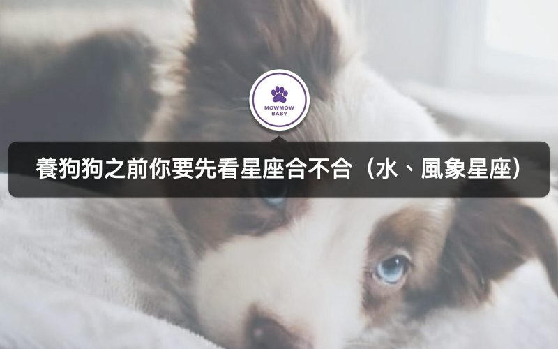 十二星座分別適合飼養什麼狗？（水、風象星座）