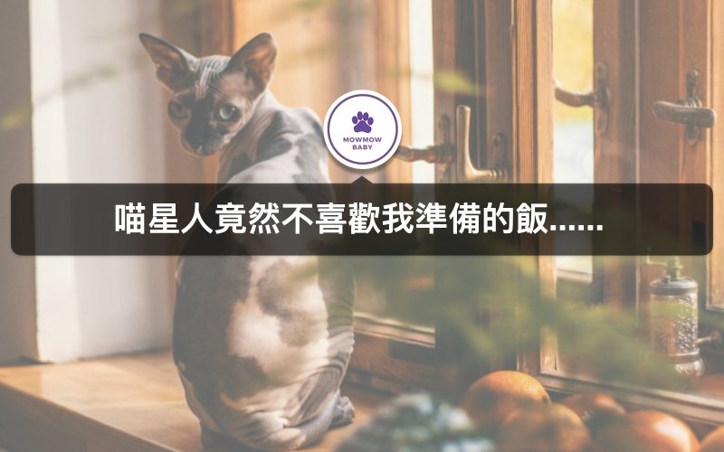 貓咪行為｜貓埋食物難道是因為貓不喜歡我所準備的食物嗎？！