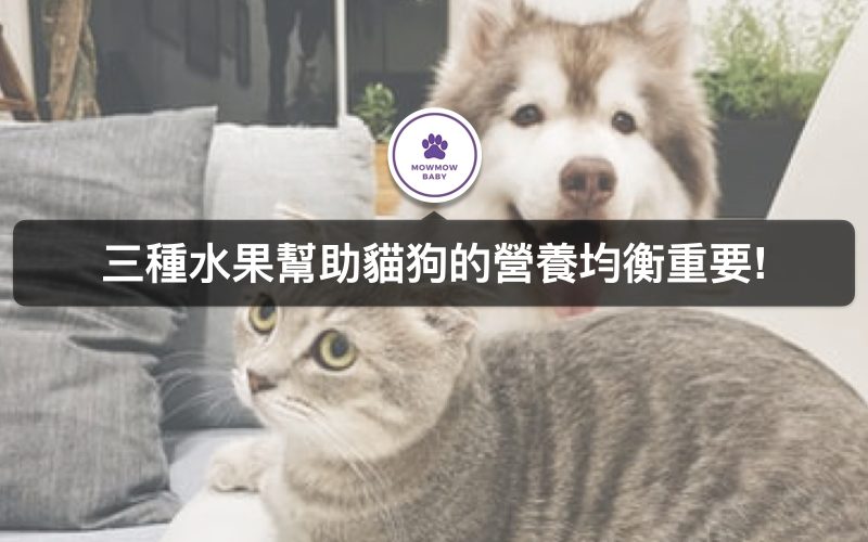 告訴你貓狗可以吃的水果有哪些！讓你家貓狗吃的營養更均衡