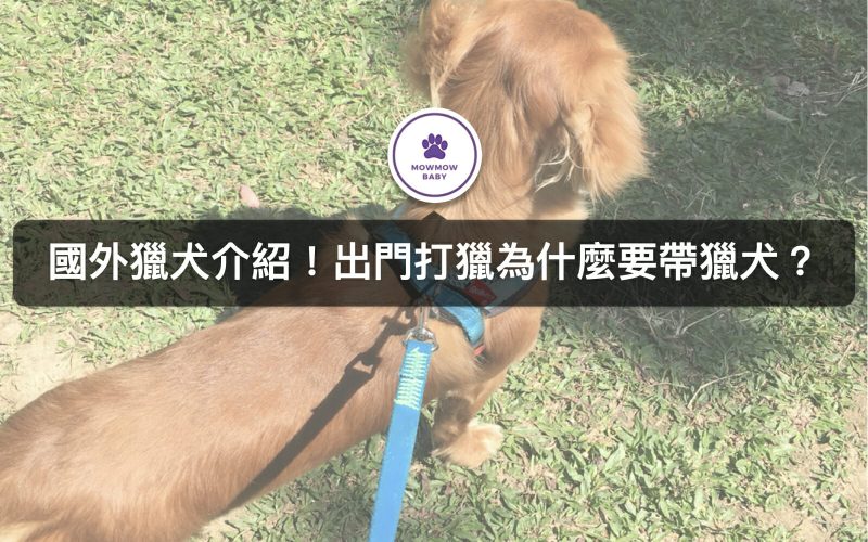 獵犬是會打獵的狗狗類型？尋血獵犬是聞血找獵物？