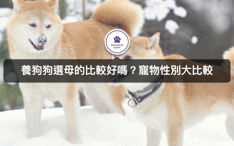 第一次養狗狗，要選公狗還是母狗，差別比較大全!