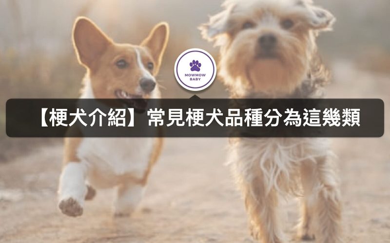 㹴犬為狗狗類型之一，常見㹴犬代表的品種有哪些