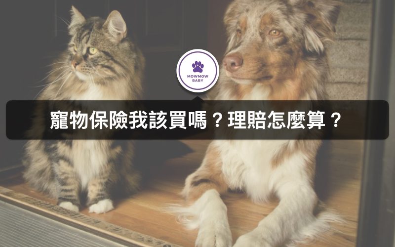 寵物保險是什麼? 如果貓咪狗狗生命會理賠嗎? 我該在哪裡幫寵物保保險?