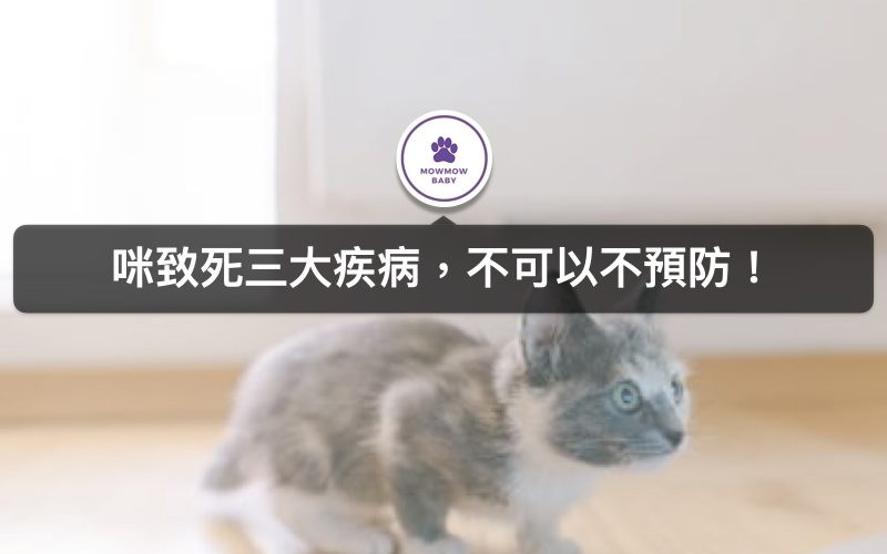 貓咪常見的疾病！我家貓咪是不是生病了？這個症狀最需要小心!