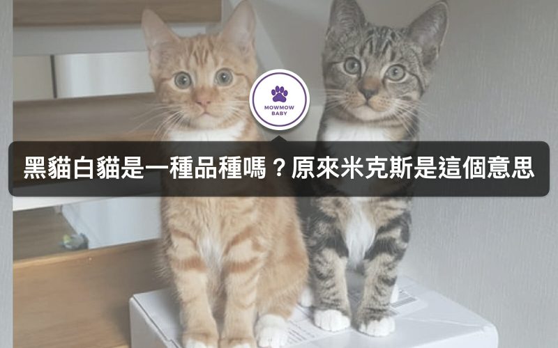 米克斯貓種類是指品種嗎？飼養米克斯貓的好處有哪些？