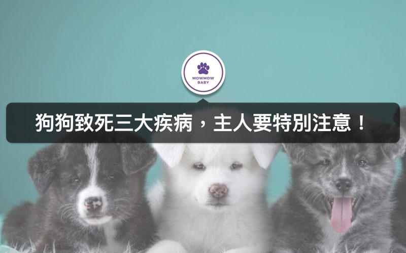 狗狗生病了嗎? 家裡狗狗最常見的3大傳染疾病! 不預防很有可能致命!