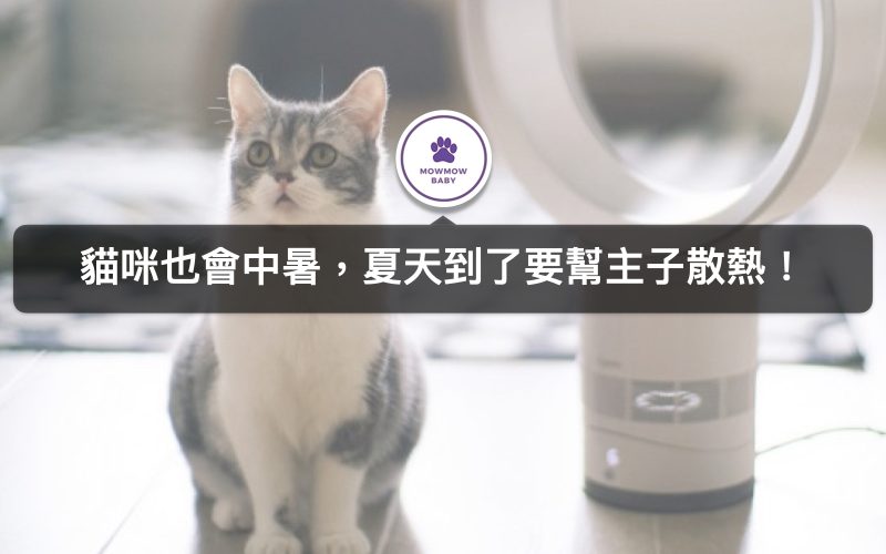 貓咪原來會中暑! 中暑會有什麼現象? 我該怎麼辦? 三招幫貓咪消暑