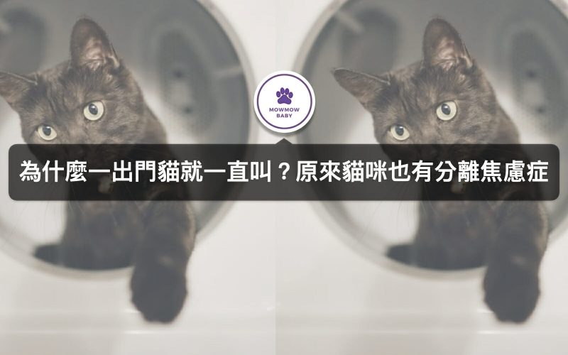 貓分離焦慮症—貓奴必知貓分離焦慮症狀有哪些以及如何治療