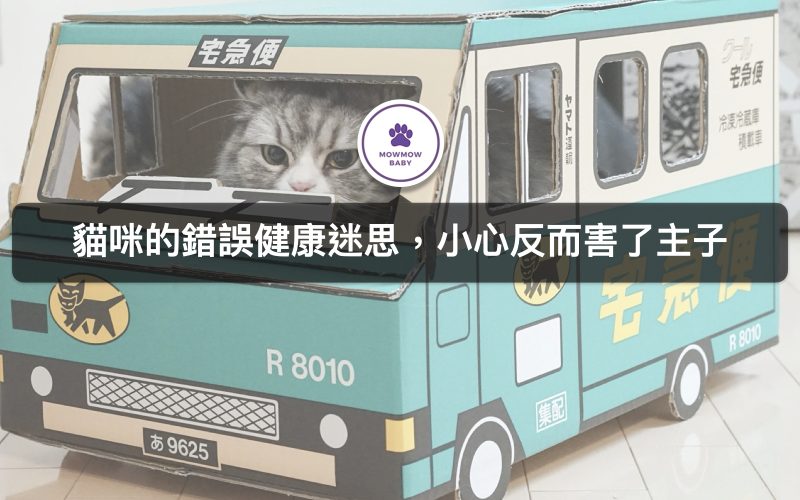 關於貓咪的錯誤迷思! 沒有糾正會導致貓咪生病、健康出問題!