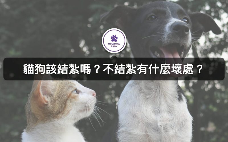 寵物該不該結紮？貓狗結紮時間有差別嗎？
