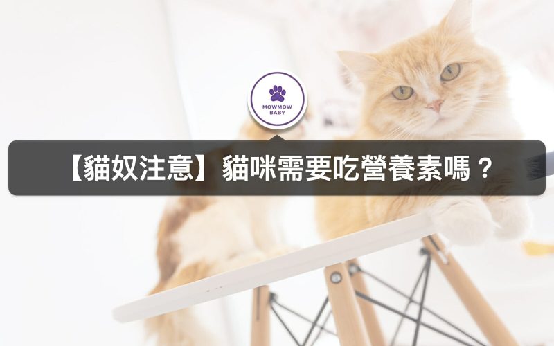 貓咪天生缺少哪3種維生素？貓咪所需營養維生素要怎麼補充？