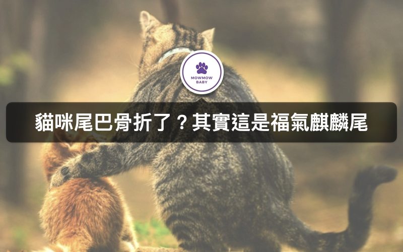 貓咪尾巴很短是骨折了嗎? 原來這是象徵福氣的麒麟尾! 只有少數貓咪才有的特徵!