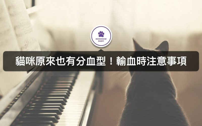 關於貓的血型，身為鏟屎官你該知道的貓咪血檢知識