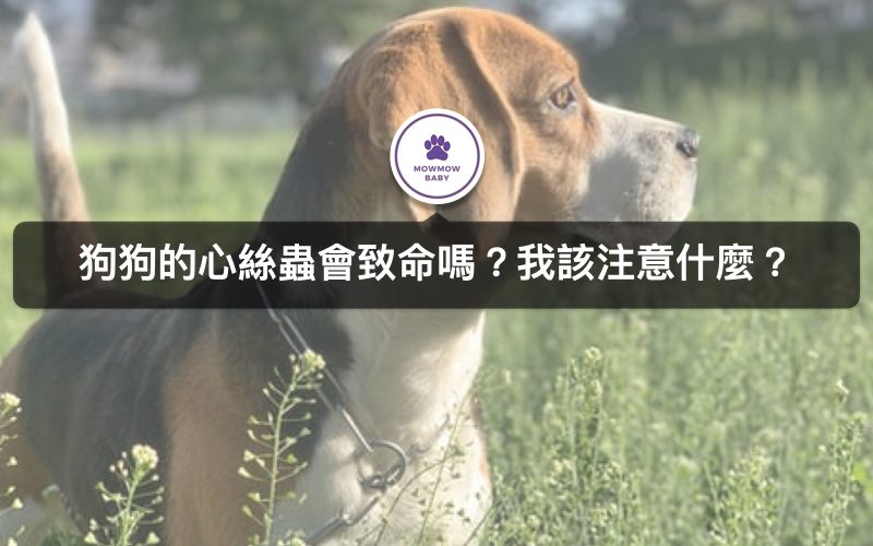 狗狗得到心絲蟲生病該怎麼辦? 有哪些症狀? 可以治癒嗎? 平時狗狗戶外出門該如何預防?