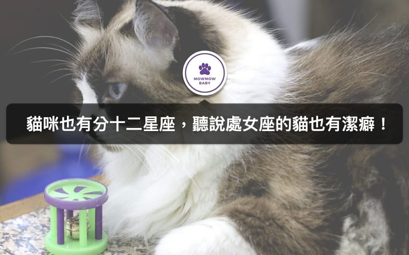 貓星座分析｜貓咪個性聽說可從星座解析出來？