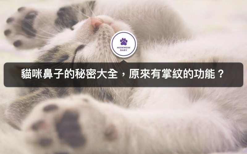 貓咪鼻子濕濕的正常嗎? 從鼻子檢查貓咪健康狀況，鼻子乾乾的要注意什麼?