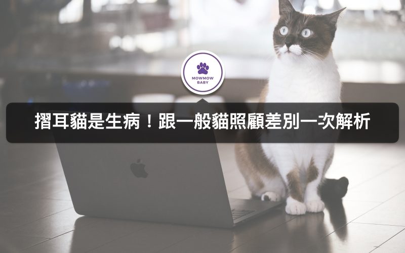 摺耳貓有這些疾病! 照顧飼養折耳貓要注意什麼? 跟一般喵咪差在哪裡?